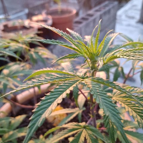 MK 1 growlog timeline photo