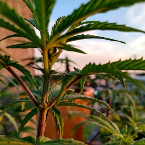 MK 1 growlog timeline photo