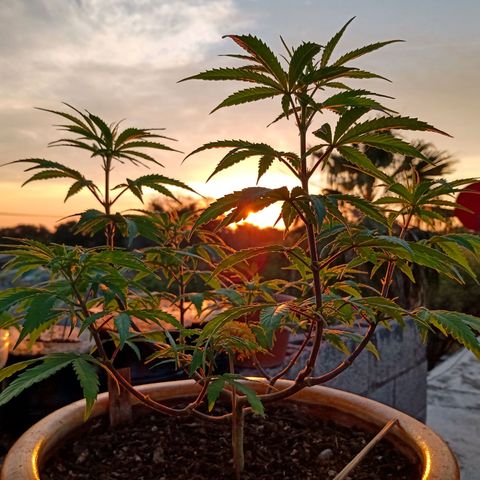 MK 1 growlog timeline photo