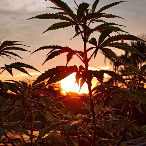 MK 1 growlog timeline photo