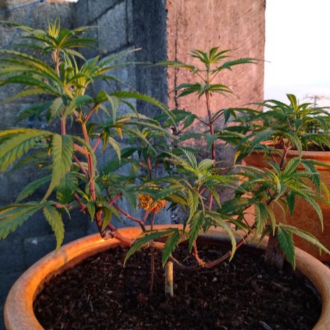 MK 1 growlog timeline photo