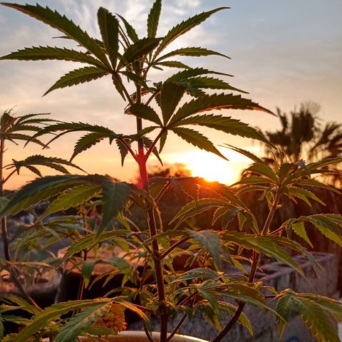 MK 1 growlog timeline photo