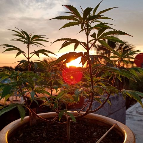 MK 1 growlog timeline photo