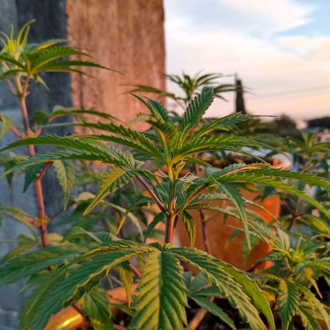 MK 1 growlog timeline photo