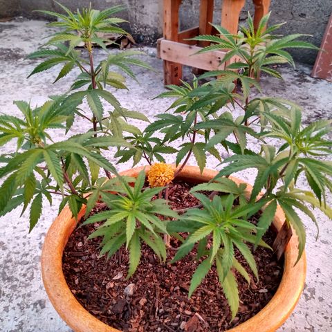 MK 1 growlog timeline photo