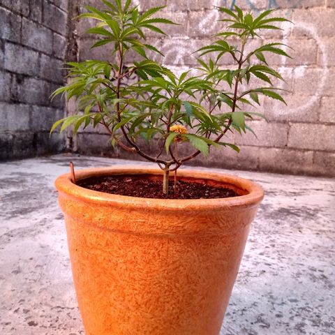 MK 1 growlog timeline photo