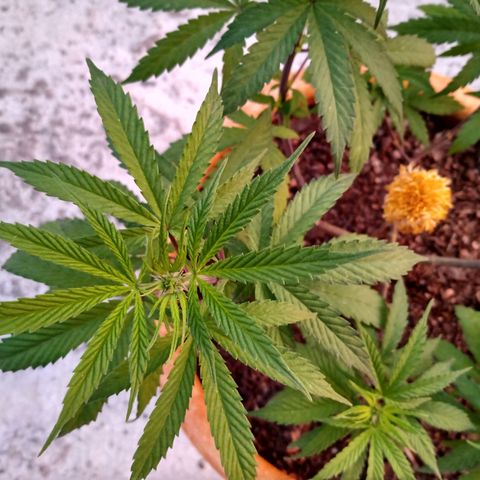 MK 1 growlog timeline photo