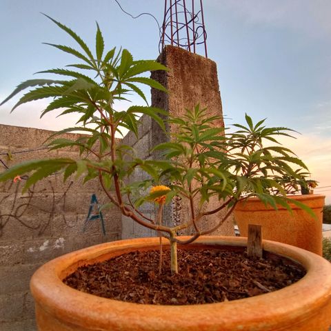 MK 1 growlog timeline photo