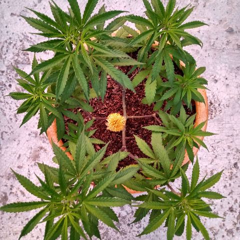 MK 1 growlog timeline photo
