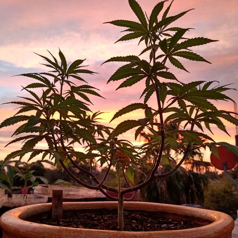 MK 1 growlog timeline photo