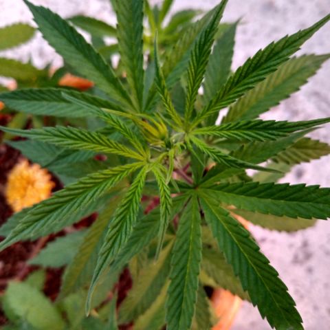MK 1 growlog timeline photo