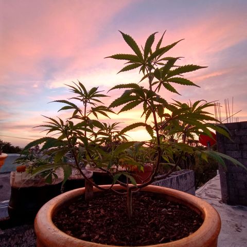 MK 1 growlog timeline photo