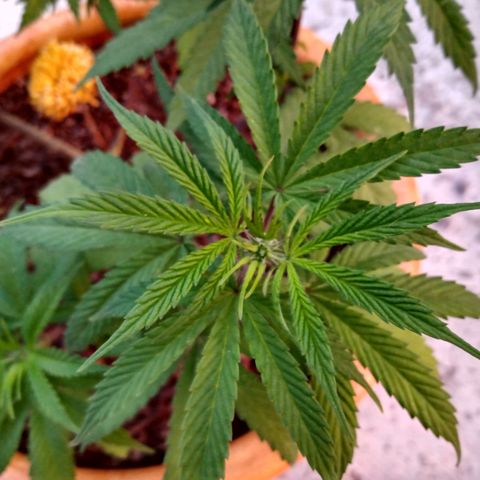 MK 1 growlog timeline photo