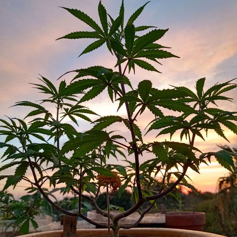 MK 1 growlog timeline photo