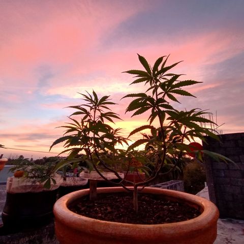 MK 1 growlog timeline photo