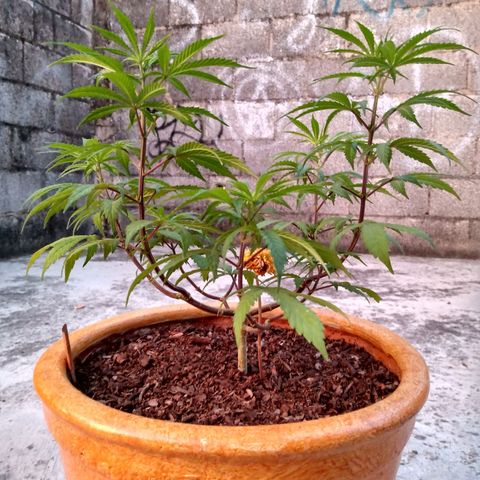 MK 1 growlog timeline photo