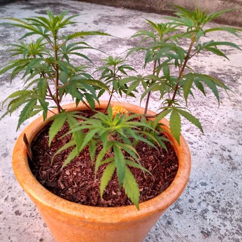 MK 1 growlog timeline photo