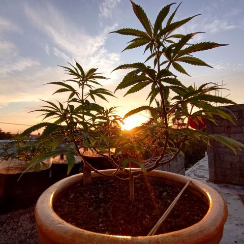 MK 1 growlog timeline photo