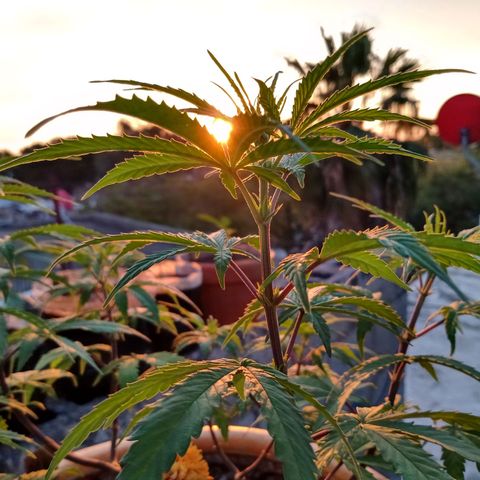 MK 1 growlog timeline photo