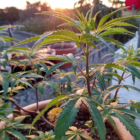 MK 1 growlog timeline photo