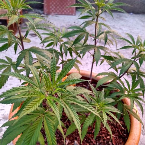 MK 1 growlog timeline photo