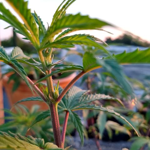 MK 1 growlog timeline photo