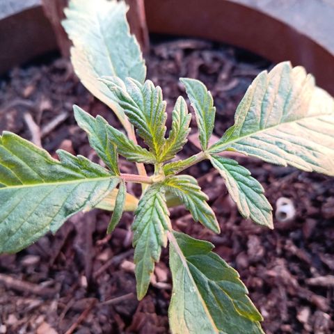 PYK  growlog timeline photo