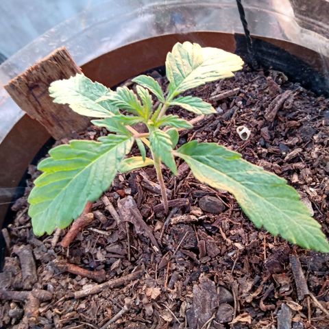 PYK  growlog timeline photo