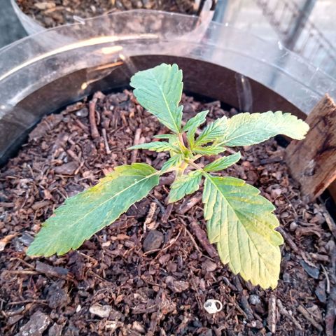 PYK  growlog timeline photo