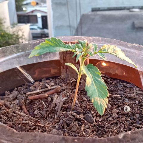 PYK  growlog timeline photo
