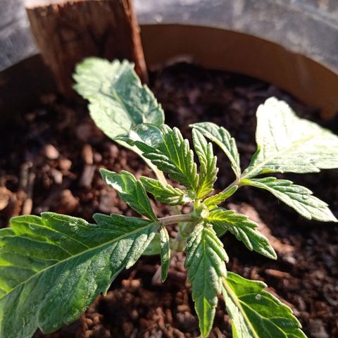PYK  growlog timeline photo