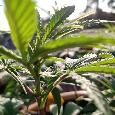 MK 1 growlog timeline photo