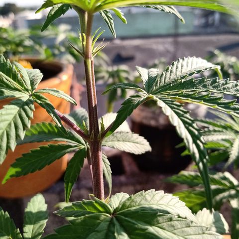 MK 1 growlog timeline photo