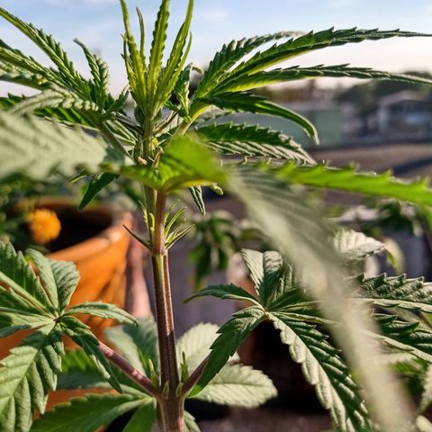 MK 1 growlog timeline photo