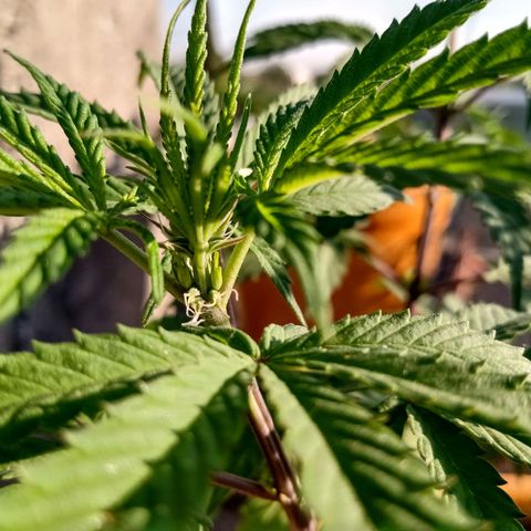 MK 1 growlog timeline photo