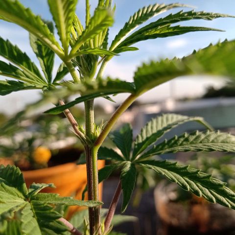 MK 1 growlog timeline photo