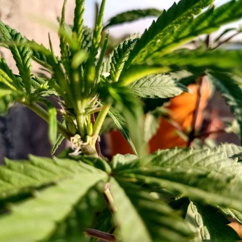 MK 1 growlog timeline photo