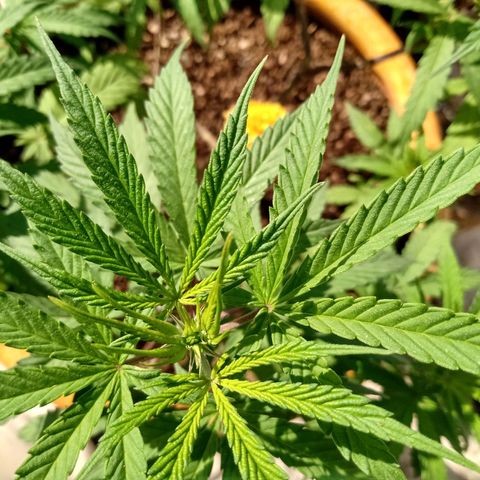 MK 1 growlog timeline photo