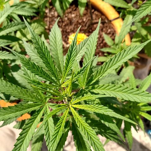 MK 1 growlog timeline photo