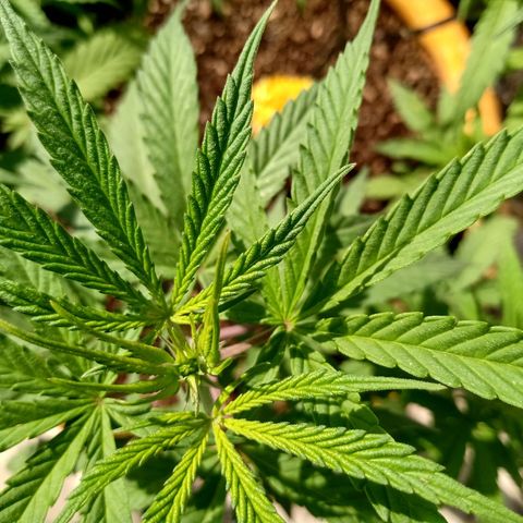 MK 1 growlog timeline photo