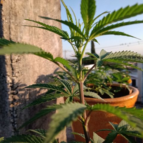 MK 1 growlog timeline photo