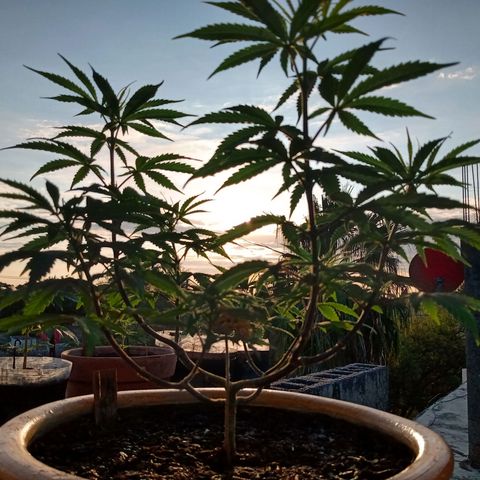 MK 1 growlog timeline photo
