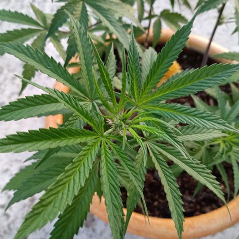 MK 1 growlog timeline photo