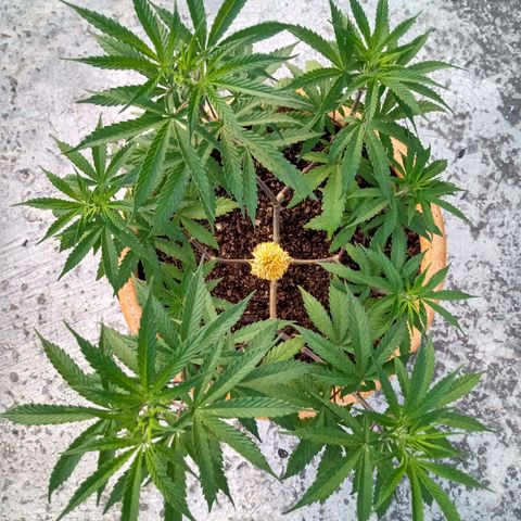MK 1 growlog timeline photo