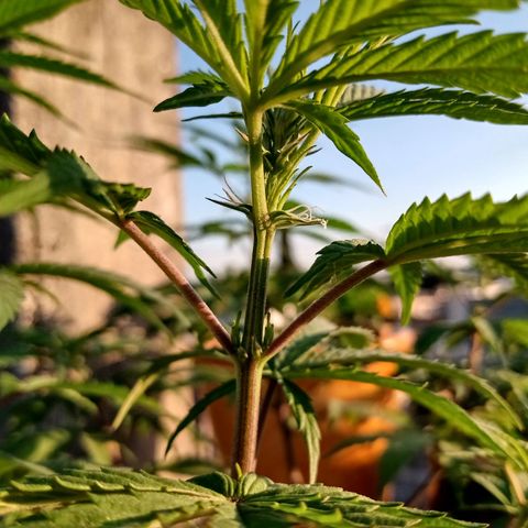 MK 1 growlog timeline photo