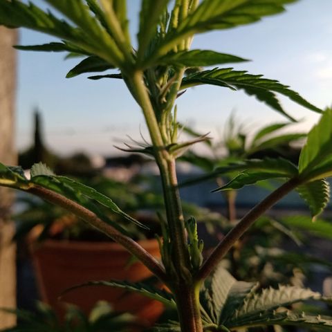 MK 1 growlog timeline photo