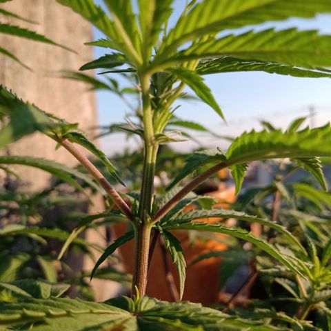 MK 1 growlog timeline photo