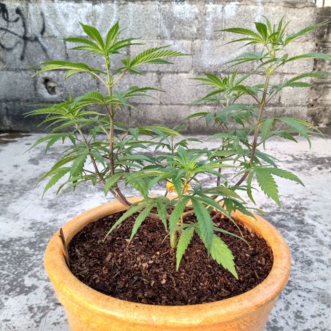 MK 1 growlog timeline photo