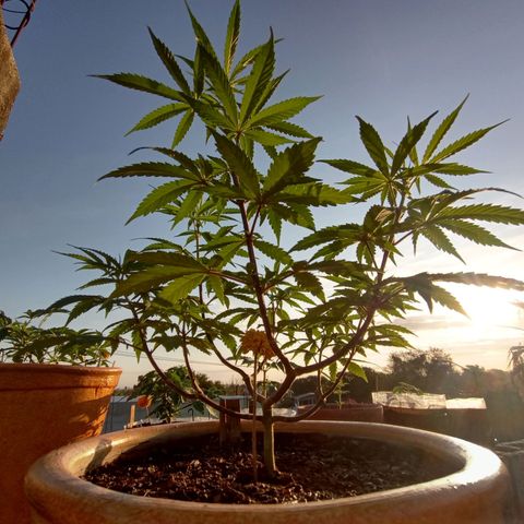MK 1 growlog timeline photo