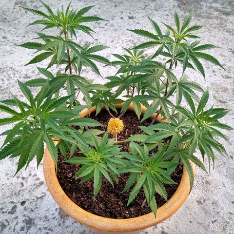 MK 1 growlog timeline photo